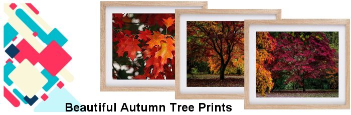 Autum Trees Framed Prints